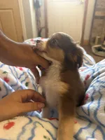 Maxalina, a female Toy Australian Shepherd for sale in New Braunfels, TX – Photo 2 of 3