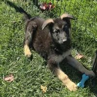 Pixie, a female German Shepherd Dog for sale in Riga, MI – 3 of 10