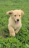 Charlie, a male Golden Retriever for sale in Riga, MI – 3 of 6