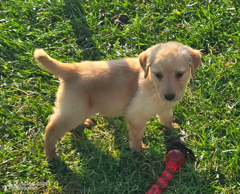 Posey – Golden Retriever puppy for sale in Riga, MI