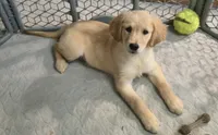Susie, a female Golden Retriever for sale in Riga, MI – 1 of 8