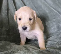 Stella, a female Golden Retriever for sale in Riga, MI – Photo 7 of 10