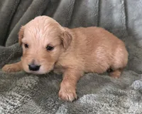 Stella, a female Golden Retriever for sale in Riga, MI – Photo 3 of 10