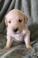 Stella, a female Golden Retriever for sale in Riga, MI – Photo 9 of 10