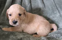 Stella, a female Golden Retriever for sale in Riga, MI – Photo 6 of 10