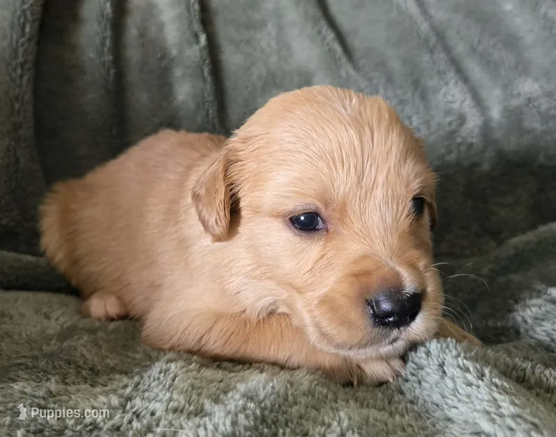 Stella – Golden Retriever puppy for sale in Riga, MI