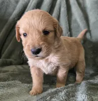 Stella, a female Golden Retriever for sale in Riga, MI – Photo 5 of 10