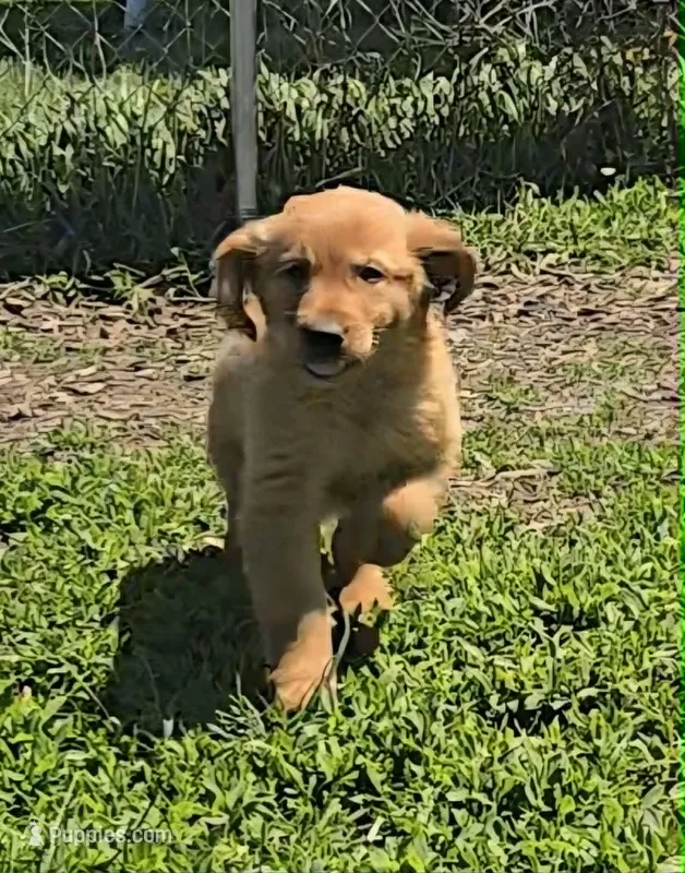 Stella – Golden Retriever puppy for sale in Riga, MI
