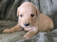 Stella, a female Golden Retriever for sale in Riga, MI – Photo 4 of 10