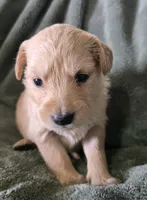 Stella, a female Golden Retriever for sale in Riga, MI – Photo 10 of 10