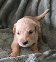Stella, a female Golden Retriever for sale in Riga, MI – Photo 2 of 10