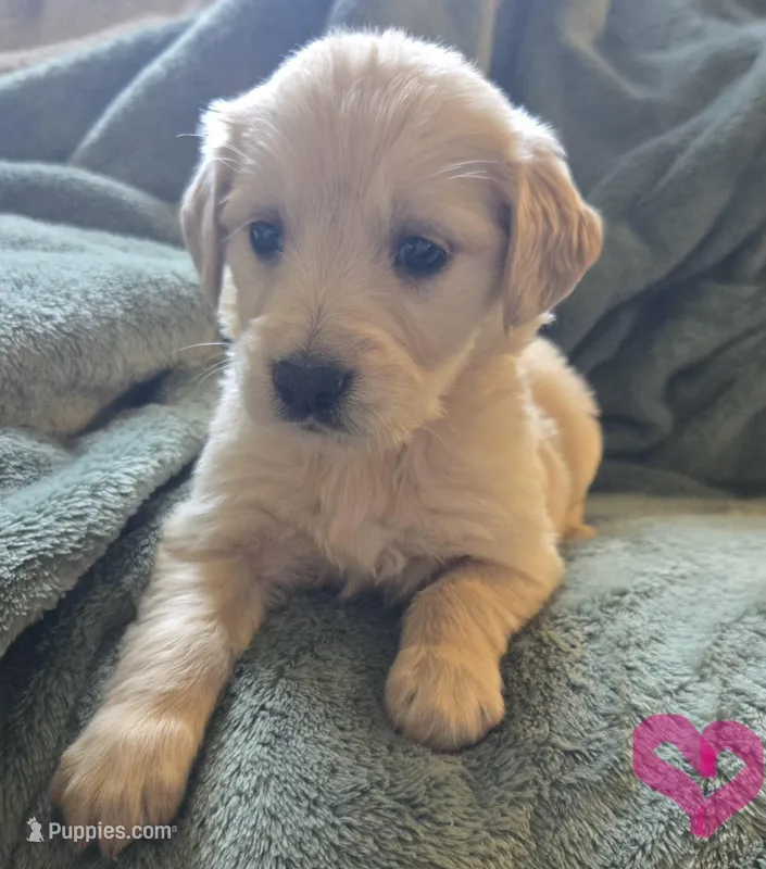 Stella – Golden Retriever puppy for sale in Riga, MI
