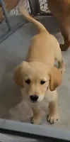 Susie, a female Golden Retriever for sale in Riga, MI – 2 of 8