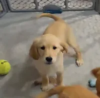 Susie, a female Golden Retriever for sale in Riga, MI – 3 of 8
