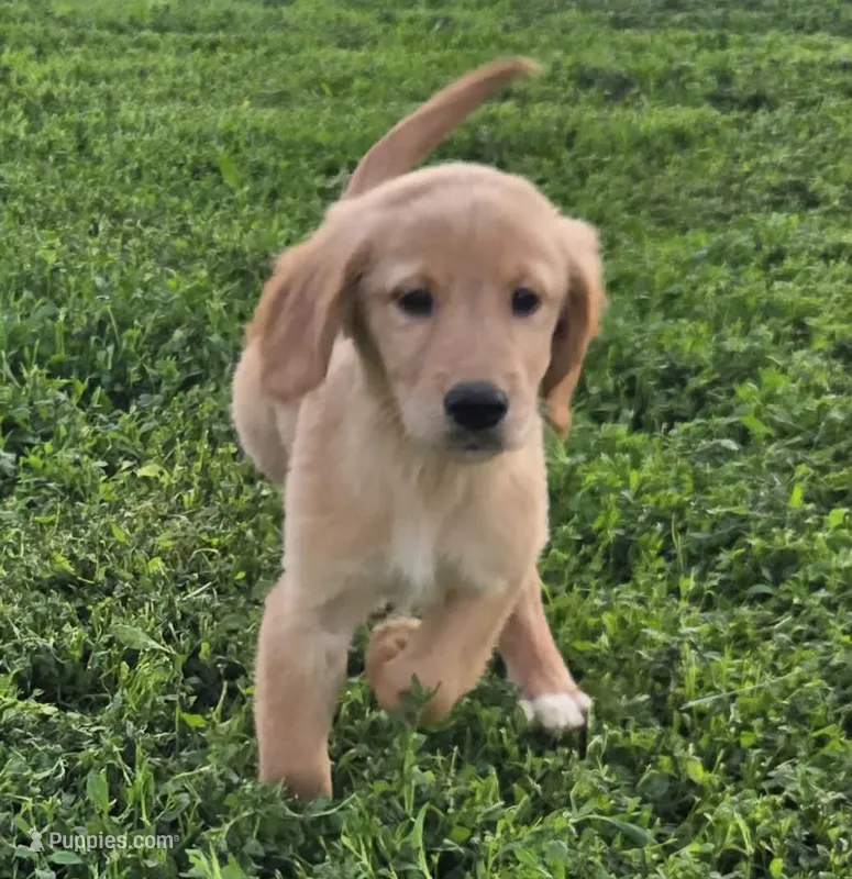 Teddy – Golden Retriever puppy for sale in Riga, MI
