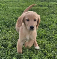 Teddy, a male Golden Retriever for sale in Riga, MI – 1 of 6