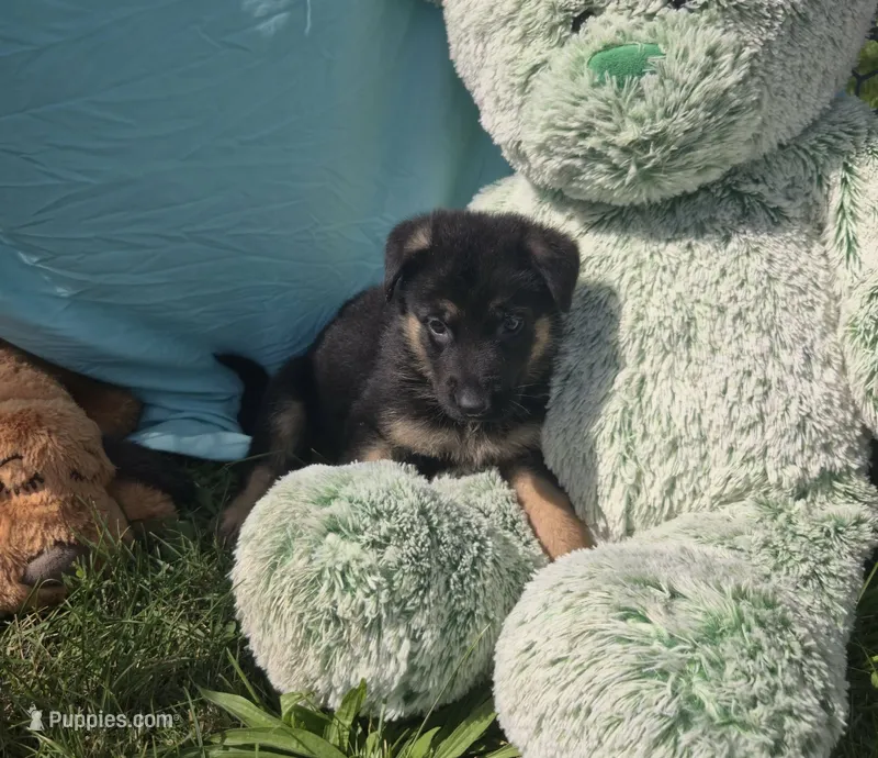 Reggie – German Shepherd Dog puppy for sale in Riga, MI