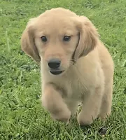 Charlie, a male Golden Retriever for sale in Riga, MI – 4 of 6