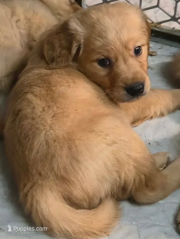Ralph – Golden Retriever puppy for sale in Riga, MI