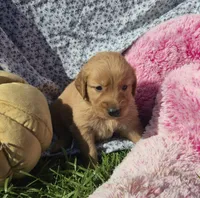 Dougie, a male Golden Retriever for sale in Riga, MI – 6 of 10