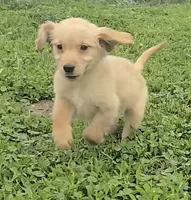 Charlie, a male Golden Retriever for sale in Riga, MI – 2 of 6