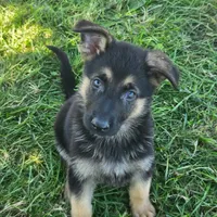 Gunner, a male German Shepherd Dog for sale in Riga, MI – 2 of 6