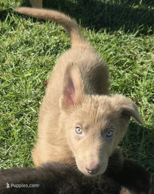 Gunner – German Shepherd Dog puppy for sale in Riga, MI