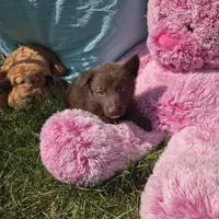 Pixie, a female German Shepherd Dog for sale in Riga, MI – 6 of 8