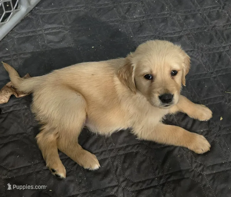 Max – Golden Retriever puppy for sale in Riga, MI