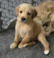 Max, a male Golden Retriever for sale in Riga, MI – Photo 6 of 10