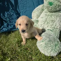 Tulip, a female Golden Retriever for sale in Riga, MI – 2 of 6