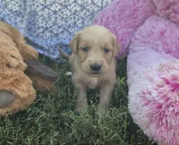 Pickle, a male Golden Retriever for sale in Riga, MI – 8 of 9