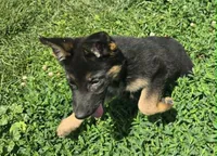 Lady, a female German Shepherd Dog for sale in Riga, MI – 2 of 7