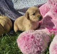 Dougie, a male Golden Retriever for sale in Riga, MI – 5 of 10