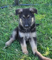 Gunner, a male German Shepherd Dog for sale in Riga, MI – 6 of 6
