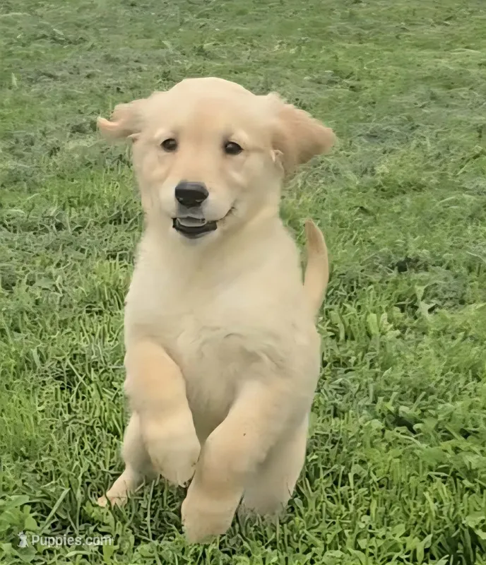 Charlie – Golden Retriever puppy for sale in Riga, MI