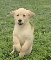 Charlie, a male Golden Retriever for sale in Riga, MI – 1 of 6