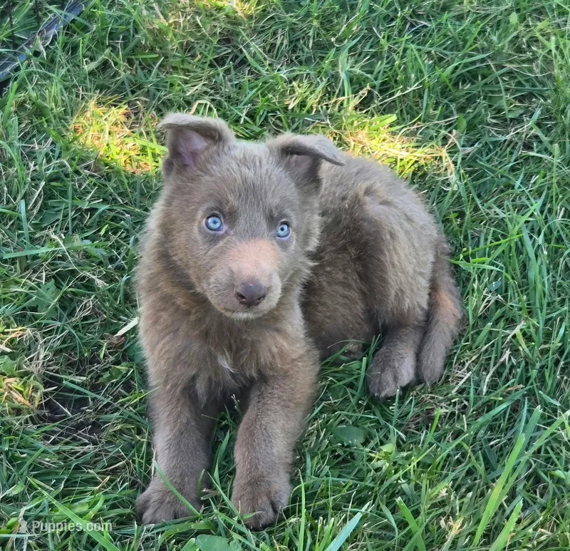 Gunner – German Shepherd Dog puppy for sale in Riga, MI