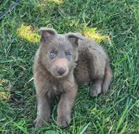 Gunner, a male German Shepherd Dog for sale in Riga, MI – 1 of 6