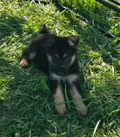 Pixie, a female German Shepherd Dog for sale in Riga, MI – 9 of 10