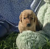 Posey, a female Golden Retriever for sale in Riga, MI – 10 of 10