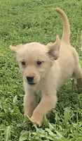 Fiona, a female Golden Retriever for sale in Riga, MI – 6 of 6
