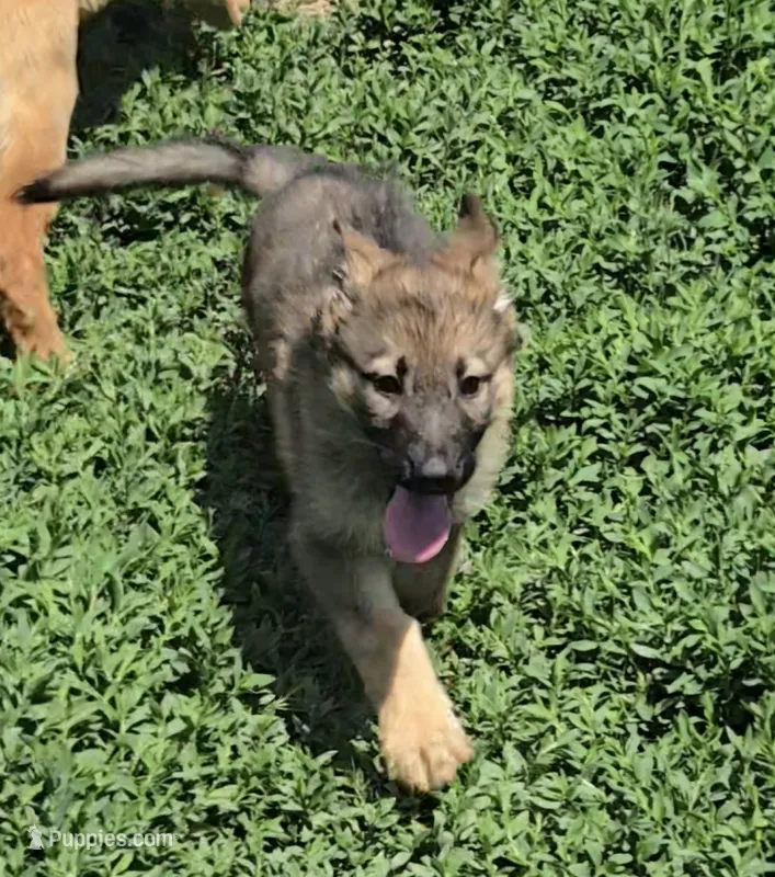 Jubby – German Shepherd Dog puppy for sale in Riga, MI
