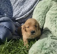 Dougie, a male Golden Retriever for sale in Riga, MI – 8 of 10