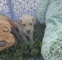 Daisy, a female Golden Retriever for sale in Riga, MI – 8 of 9