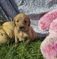 Posey, a female Golden Retriever for sale in Riga, MI – 4 of 10