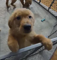 Poppy, a female Golden Retriever for sale in Riga, MI – 8 of 8