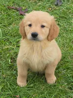 Daphne, a female Golden Retriever for sale in Riga, MI – 6 of 10