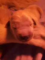 Colton, a male Golden Retriever for sale in Riga, MI – Photo 4 of 6