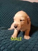 Colton, a male Golden Retriever for sale in Riga, MI – Photo 3 of 6